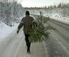 Задержан мужчина, рубивший ели в пригороде Владивостока
