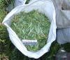 Приморские наркополицейские изымают преступный урожай (ФОТО)