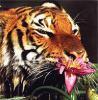 Владивосток отмечает День тигра