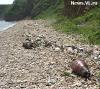На берегу Амурского залива найдены две мертвые нерпы (ФОТО)