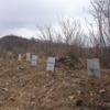 Горожане заметили новые могилы на "Лесном" кладбище — newsvl.ru