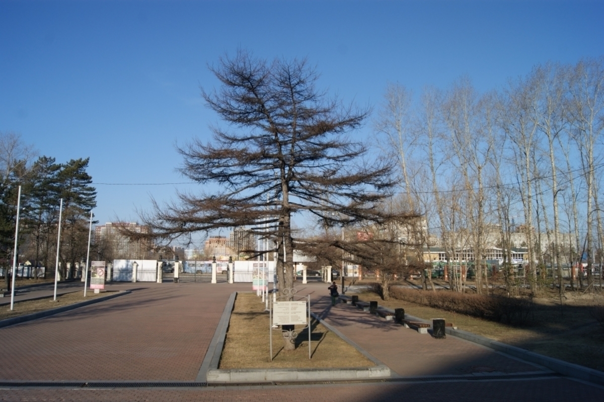 лиственница чекановского. лиственница гагарина в хабаровске. лиственница хабаровск. лиственница сбор. лиственница гагарина в хабаровске.