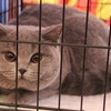 Редкие породы кошек увидели посетители международной выставки в Биробиджане (ФОТО; ВИДЕО)