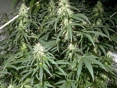 Выращивание конопли незаконно ответственность за перевозку марихуану