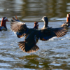 Уточки красиво летают над водой и плавают в реке — newsvl.ru