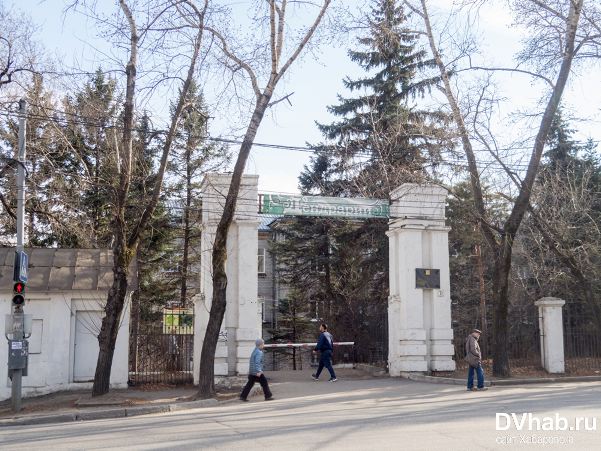 Дендрарий хабаровск фото хабаровский волочаевская протяженность длина Деревья падают на людей в парке "Дендрарий" (ФОТО; ВИДЕО) - Новости Хабаровска