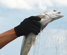 Исправительными работами почти на год наказан рыболов из Хабаровского края