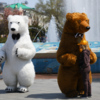 И только медведи не спешат сменить свои "наряды" — newsvl.ru