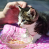 Подросшие котята едят как сухой, так и жидкий корм — newsvl.ru