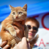 Котят – только в ответственные руки — newsvl.ru