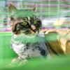 Волонтеры просят не оставлять котят на улице — newsvl.ru