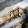Одни котята греются на солнышке — newsvl.ru