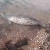 � ����� �� ������� ������� ���� ����� (�����)