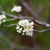 Сейчас цветут вишня, слива и абрикос — newsvl.ru