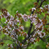 Деревья начинают цвести в конце апреля – начале мая — newsvl.ru