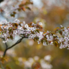 Это – сахалинская вишня (Cerasus sachalinensis) — newsvl.ru