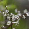 Фотограф VL.ru запечатлел красоту цветущих деревьев — newsvl.ru