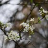 Сахалинская вишня – одна из ближайших родственников японской сакуры — newsvl.ru