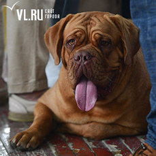 На международной выставке собак во Владивостоке выбрали лучших представителей пород 