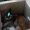 Охранник школы в Барабаше спас косулю от собаки (ФОТО)