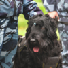 Служебные собаки давно обучены вселять ужас в спецконтингент — newsvl.ru