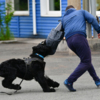 Тренировку со служебными собаками невозможно провести без фигурантов — newsvl.ru
