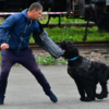 Собака догнала «злоумышленника» и вцепилась зубами в рукав защитного костюма  — newsvl.ru