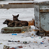 Непростое время и для бездомных животных — newsvl.ru