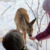 В парке копытных посетителям особенно нравится, ведь животных можно погладить и даже покормить с рук — newsvl.ru