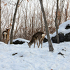 Пятнистые олени являются эндемиками Приморского края — как вид живут только в Приморье и больше нигде не встречаются — newsvl.ru