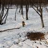 Посетители потревожили тигрицу на лежбище — newsvl.ru