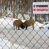Первыми посетителей шкотовского сафари-парка встречают двое молодых кабанчиков — newsvl.ru