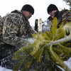 Здесь же елки упаковывают для дальнейшей отправки покупателям  — newsvl.ru