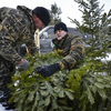 Здесь же елки упаковывают для дальнейшей отправки покупателям  — newsvl.ru