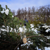Чтобы спилить 7-10 летнее дерево, достаточно и маленькой бензопилы — newsvl.ru