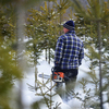 Сотрудники питомника тщательно выбирают деревья для рубки — newsvl.ru