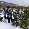Каждый декабрь здесь  проходит плановая рубка новогодних елочек — порядка сотни деревьев идут на продажу — newsvl.ru
