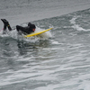 Для серфинга не бывает плохой погоды... — newsvl.ru