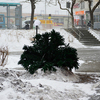 Во Владивостоке снова упала елка — newsvl.ru