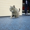 На деле, "рыжий кот" оказался серой кошкой — newsvl.ru