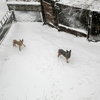 Собакам непогода не страшна - они бдительно охраняю территорию — newsvl.ru