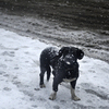 Животные тоже не особенно рады снегу - холодно — newsvl.ru