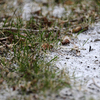 Кое-где из-под снега проглядывает еще зеленая трава — newsvl.ru