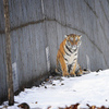 Сейчас тигрята обживают площадь в 6500 «квадратов». Высота ограды - более пяти метров — newsvl.ru
