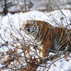 Парк тигрицам явно понравился — newsvl.ru