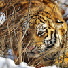 Вечером ночевать в вольеры тигры не пришли. Парк им явно понравился. Спали они в нижней части на листьях среди кустов — newsvl.ru