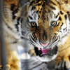 Амурский тигр занесен в международную Красную книгу, в России эти звери обитают в Приморском и Хабаровском краях — newsvl.ru