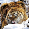 Тигрята Амурочка и Тайга, переданные в Приморский Сафари-парк по международной программе размножения амурского тигра, чувствуют себя прекрасно — newsvl.ru