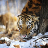 В Приморском сафари-парке две молодые тигрицы обживают «футбольное поле» — newsvl.ru