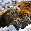Сейчас на территории «Парка тигров» свободно гуляют два 9-месячных тигренка - Амурочка и Тайга — newsvl.ru